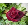 Rosal Perla Negra Роза перла нигра, снимка 1 - Градински цветя и растения - 45841991