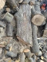 Орех-орехови трупи, снимка 3