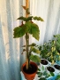 комплект цветя и други балконски цветя , снимка 3