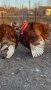 Продавам домашно гледани пуйки пуяци петли кокошки , снимка 1