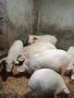 малки прасета, снимка 5