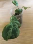 Philodendron Gloriosum Snow Leopard , снимка 3