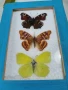 Пеперуди. Препарирани. Рамка. Естествени. Ръчно изработени , снимка 6