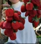 продавам разсад ягоди, снимка 4