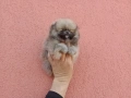 Мини Померан Реални снимки от 17.03.26 г., снимка 2
