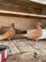 Поморийски гълъби, снимка 4