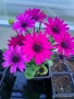 Остеоспермум (Osteospermum) , снимка 5