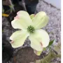 Cornus Florida-Корнус Флорида, снимка 2