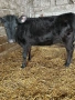 Продавам 6 Телета, снимка 4