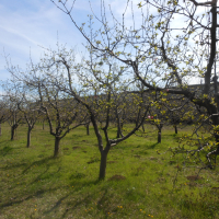 Ябълкова градина, снимка 3 - Градински цветя и растения - 44989459