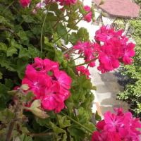САКЪЗЧЕТА - резници, снимка 3 - Градински цветя и растения - 45296839