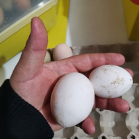 продавам оплодени яйца от Бял легхорн , снимка 9 - Кокошки и пуйки - 44949131