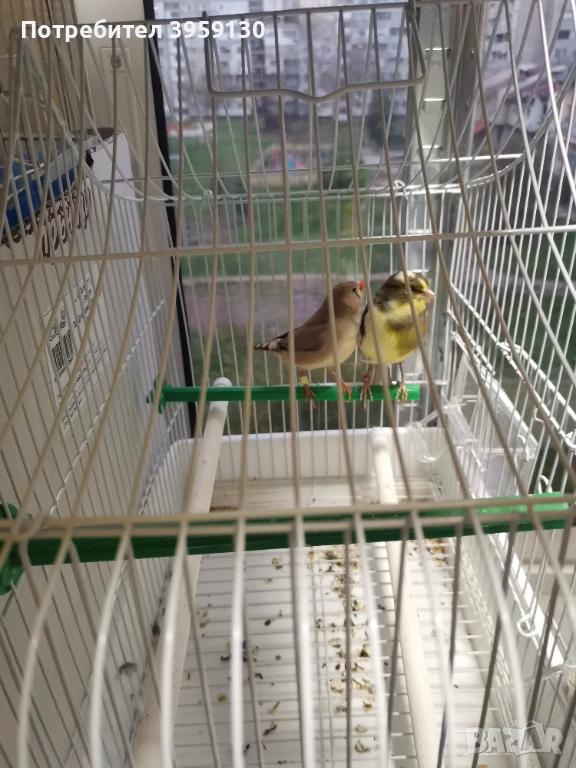 Канарче и амадинка , снимка 1