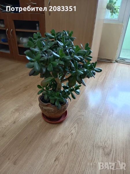 Дърво на живота, снимка 1