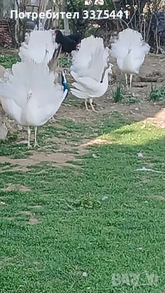 свободни бели пауни , снимка 1