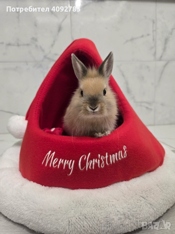 Декоративен заек, снимка 1