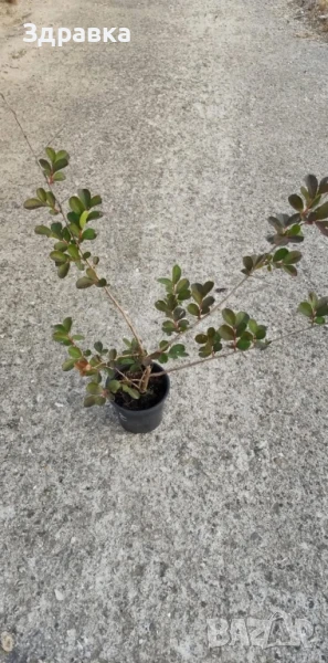 Червен индийски люляк , снимка 1