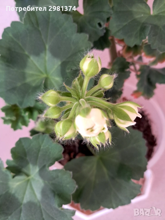 Мушкато(Астрид), снимка 1