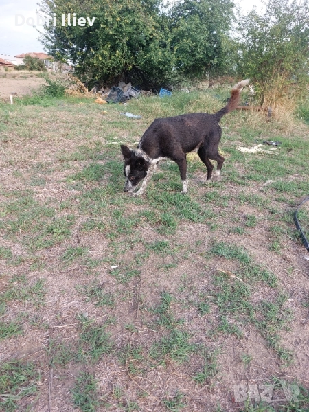 Продавам работещи Бордан Колита , снимка 1