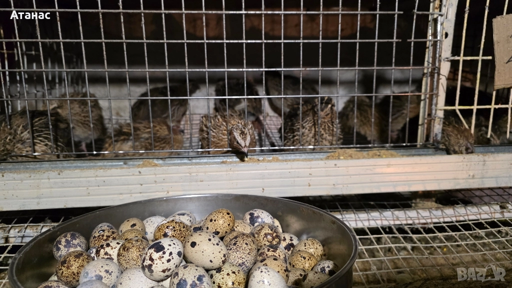 яйца от пъдпъдъци, снимка 1