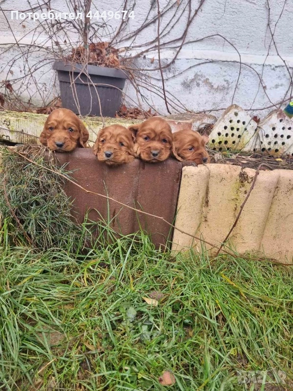 Кокер шпаньол, снимка 1