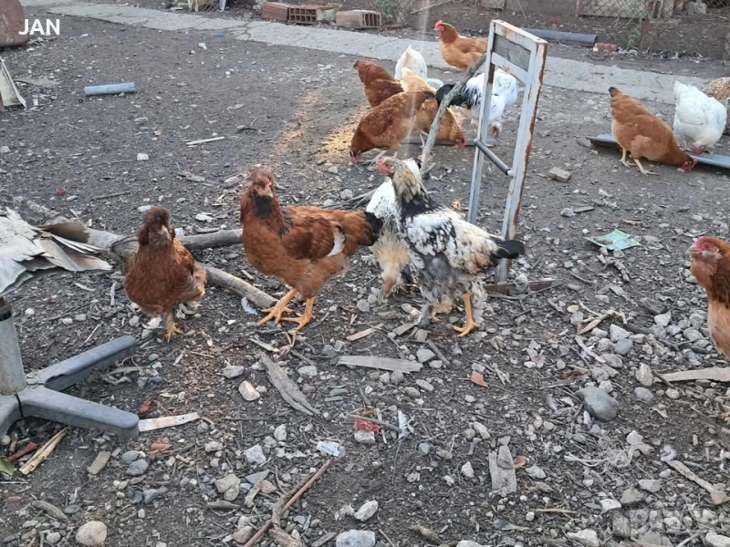 Петли Колумбийска Брама, снимка 1