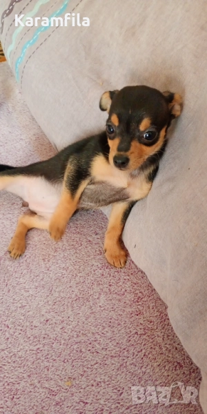 Женски мини пинчер на 2 месеца, снимка 1