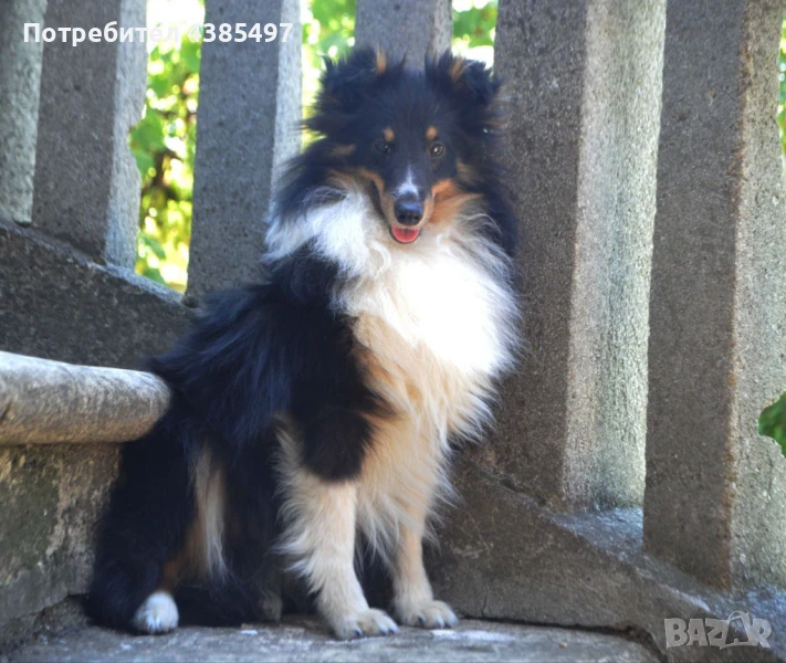 Момче Шелти (мини Коли), снимка 1