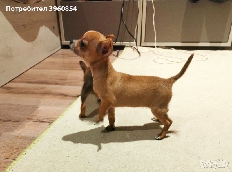 Женско кученце чиху-пинчер, снимка 1