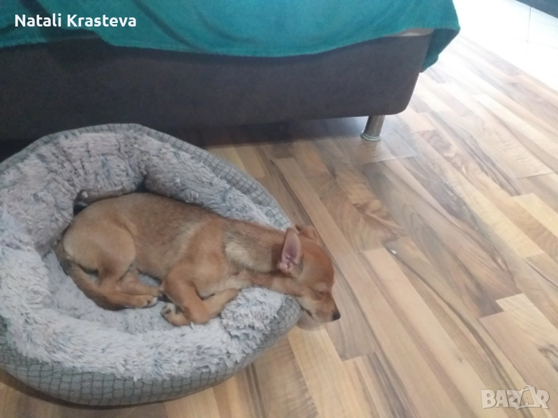 Подарявам сърнист пинчер, снимка 1