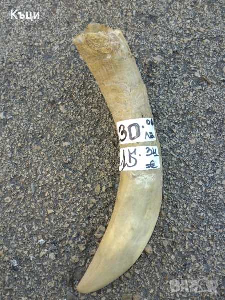 Рог от крава., снимка 1