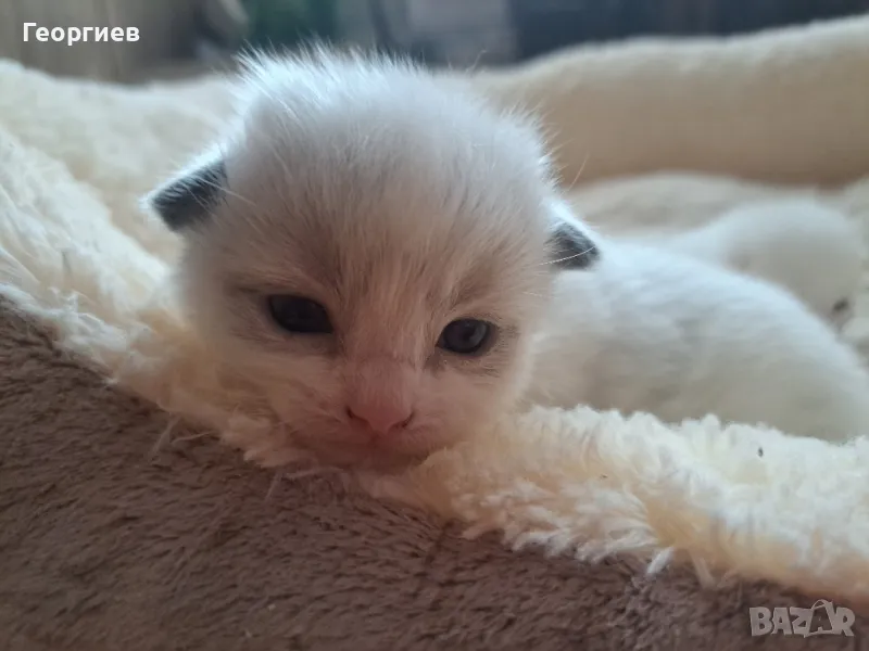 Рагдол котка / Регдол котенца / Ragdoll kittens, снимка 1