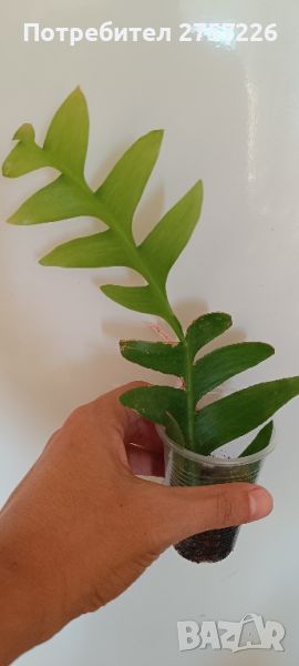 Selenicereus chrysocardium , снимка 1