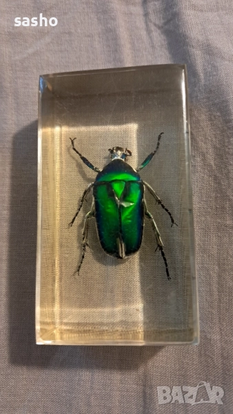 прерарирани насекоми , снимка 1