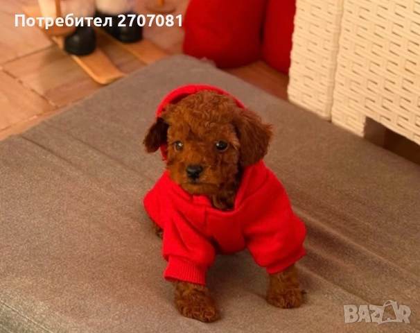 Той пудел, снимка 3 - Пудели - 53082817