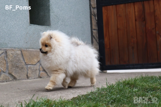 Чистокръвно момченце померан с родословие FCI, снимка 3 - Померан - 50219721