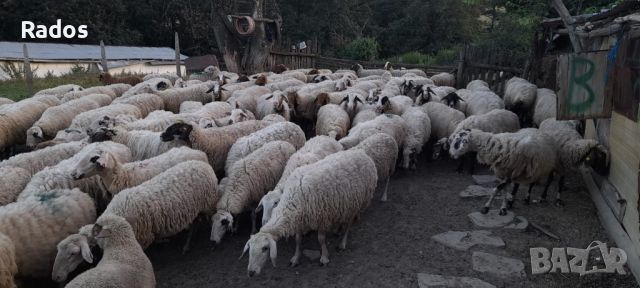 Продавам стадо овце, снимка 3 - Овце - 46410506