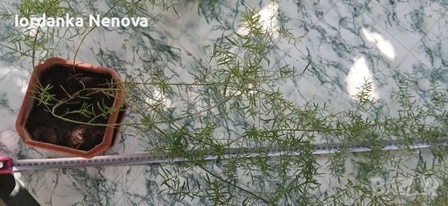 АСПАРАГУС ШПРЕНГЕРА, снимка 2 - Стайни растения - 47859423