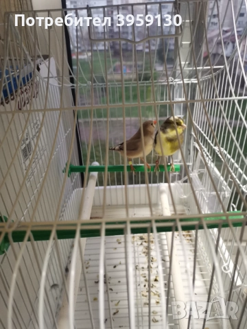 Канарче и амадинка 