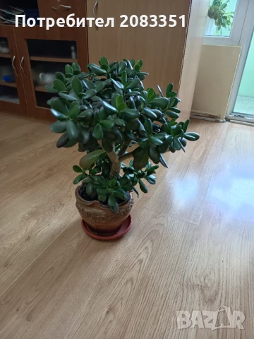 Дърво на живота, снимка 1