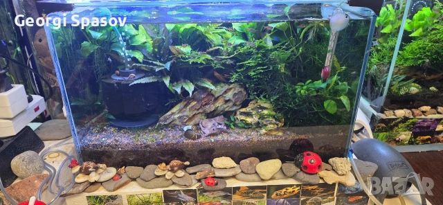 Продавам 25 литров аквариум с рибките,скариди и др., снимка 6 - Аквариуми - 54128694