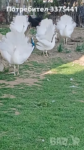 свободни бели пауни , снимка 1