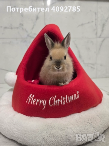 Декоративен заек