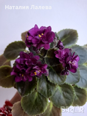 Мини сентполия, СК — Тропиканка