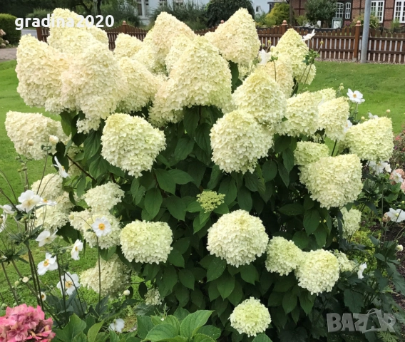 Хортензия паникулата Limelight, снимка 4 - Разсади - 51746784