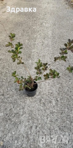 Червен индийски люляк , снимка 1