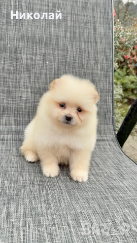 Померан мини момиче. Померанче, снимка 2 - Померан - 53971296