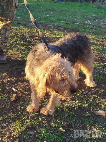 търси женски барак