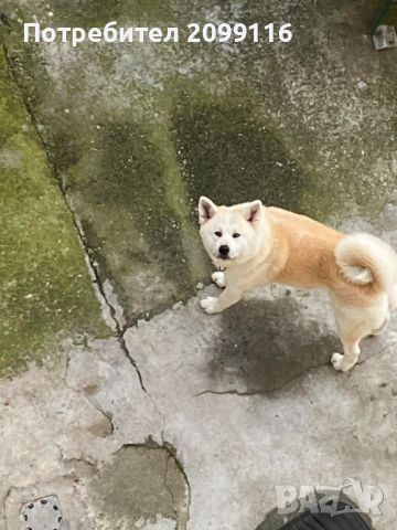 Кученца Акита Ину, снимка 9 - Акита ину - 45395118