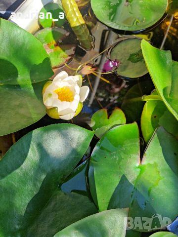 Коренище бяла водна лилия с цвят, снимка 1 - Градински цветя и растения - 46009713
